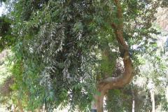 Dag-12-Aswan-046