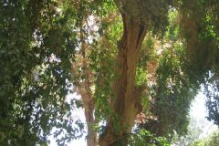 Dag-12-Aswan-064