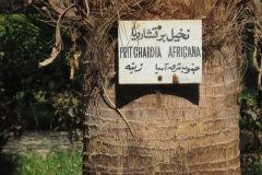 Dag-12-Aswan-082