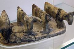 P1180287_cattle_british_museum
