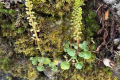 IMG-20250521-WA0036