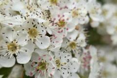 IMG-20250521-WA0054