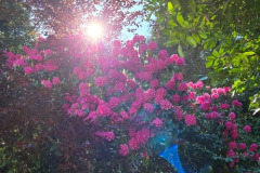 IMG-20250522-WA0124