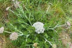 IMG-20250524-WA0022