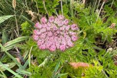IMG-20250524-WA0023