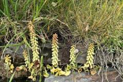 IMG-20250524-WA0024