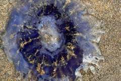 IMG-20250525-WA0041