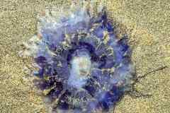 IMG-20250525-WA0052