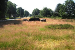 031-Hunebedden-2013