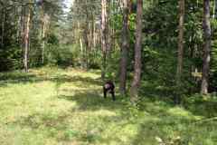 Hunebedden-2014-028