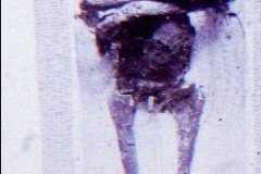 26-KV62-Mummie-van-Toetanchamon