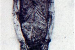 42-KV62-Dochter-van-25-cm